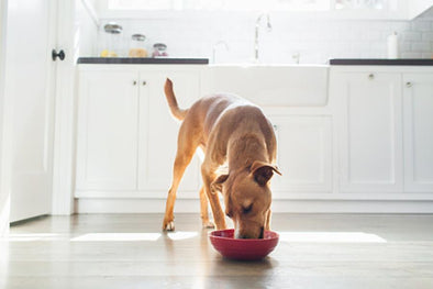 The Honest Kitchen is one of the few human grade pet foods 