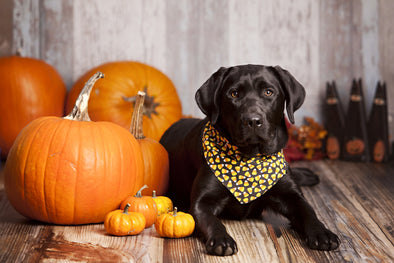 Sweet and Spooky. But mostly Sweet. Fall Pet Recipes.