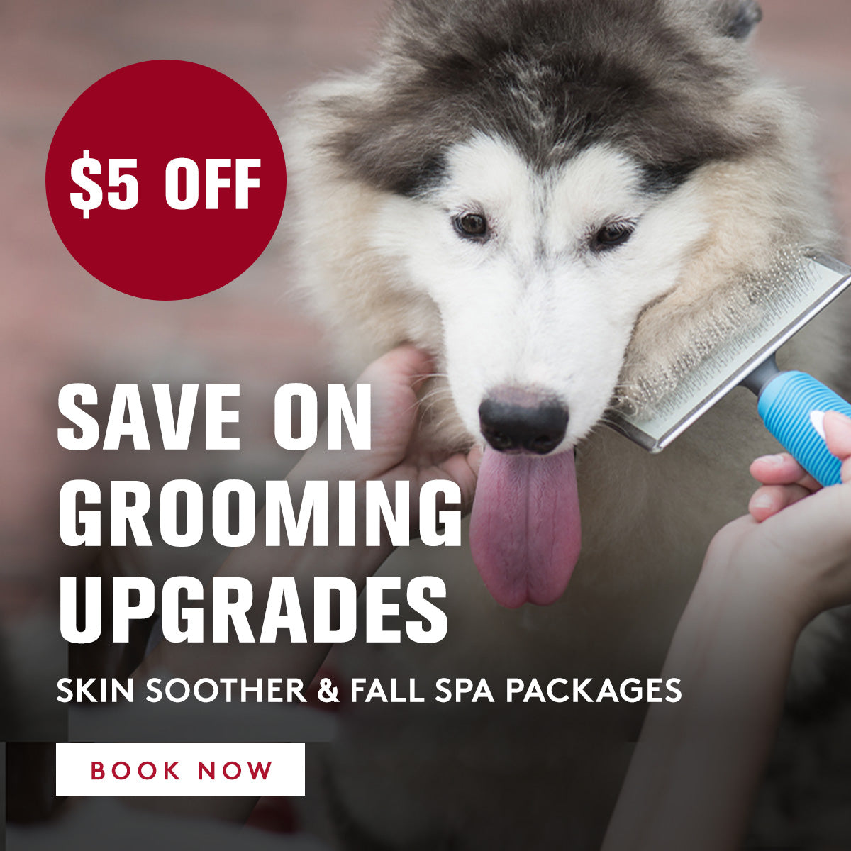 Dog being groomed with a $5 off grooming upgrade offer displayed.