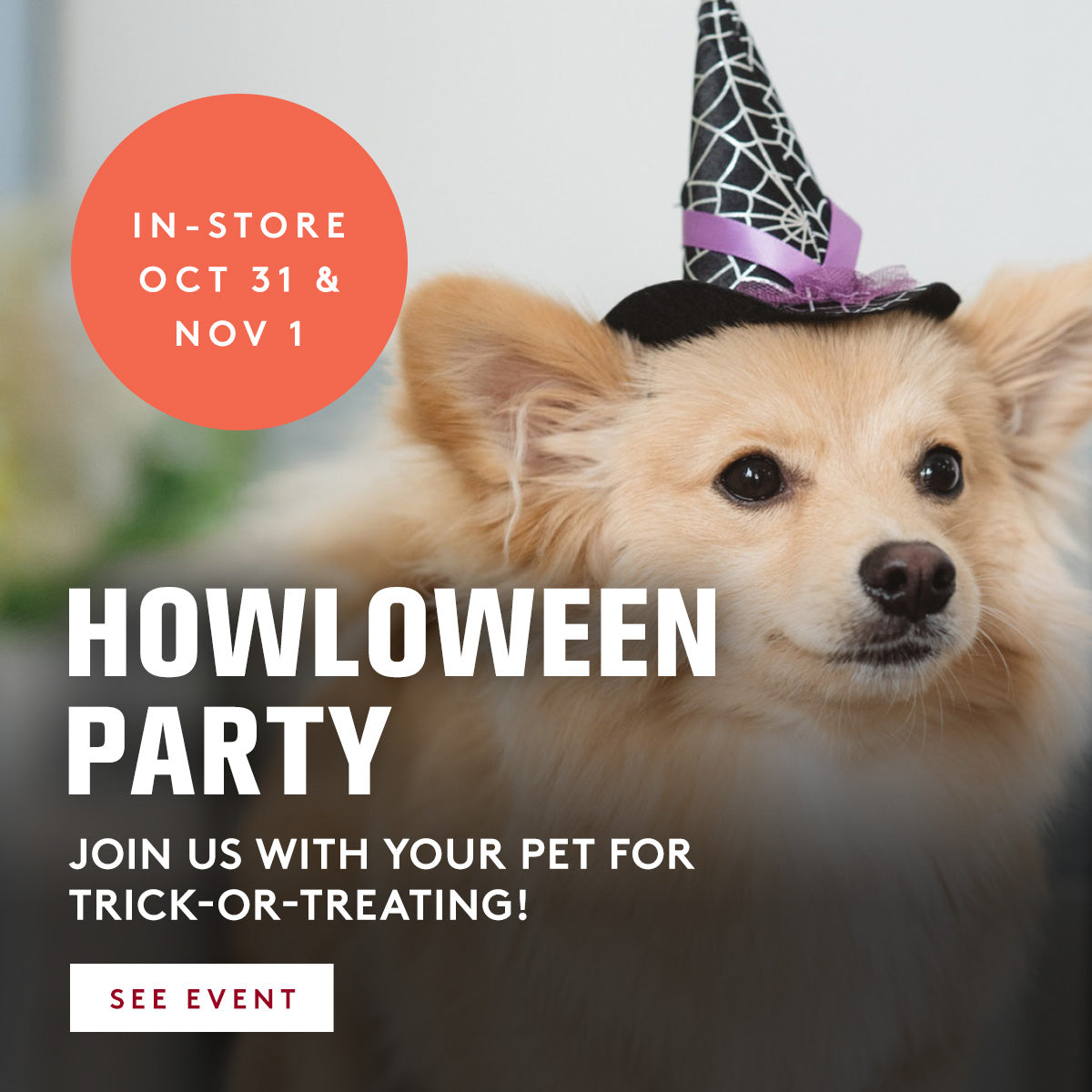 Dog wearing a Halloween witch hat with text promoting a Howlowneen party for trick-or-treating.
