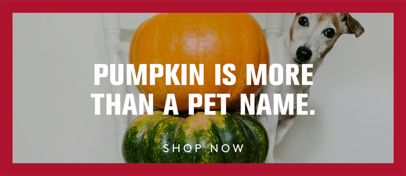 Dog with pumpkins and text 'Pumpkin is more than a pet name. Shop now' on a red border.