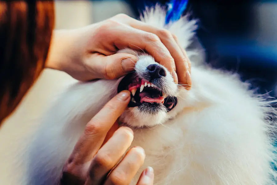 Brushing Your Pet’s Teeth Will Make You Feel For Your Dentist (by Chuck & Don’s)