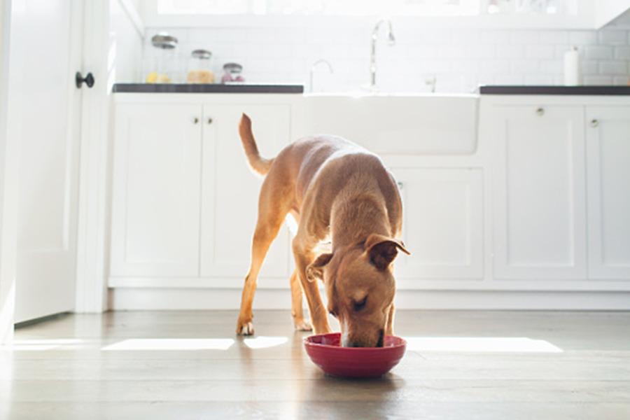 HERE, DOG AND HUMAN FOOD ARE MADE SIDE BY SIDE