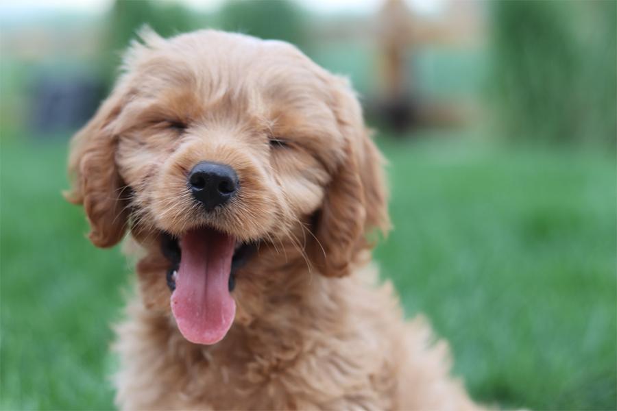 THERE’S MORE TO LIFE THAN A FULL FOOD DISH AND A COMFY BED.