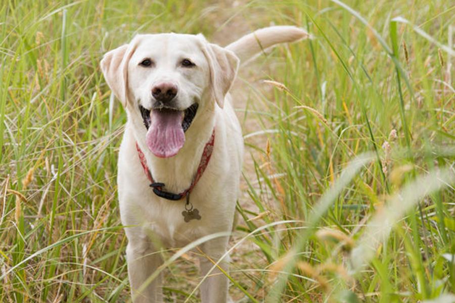 DON’T LET THE FLEAS AND TICKS WIN. This year, be prepared for outdoor pests.