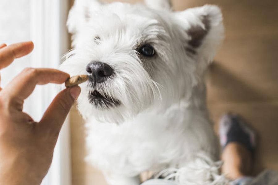 There’s treats. And then there’s TREEEEEEATS.