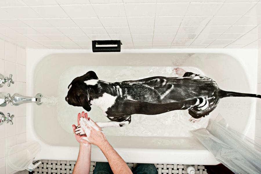 ONCE YOU FINALLY GET THEM TO HOLD STILL, GROOMING WILL BRING YOU CLOSER THAN EVER.