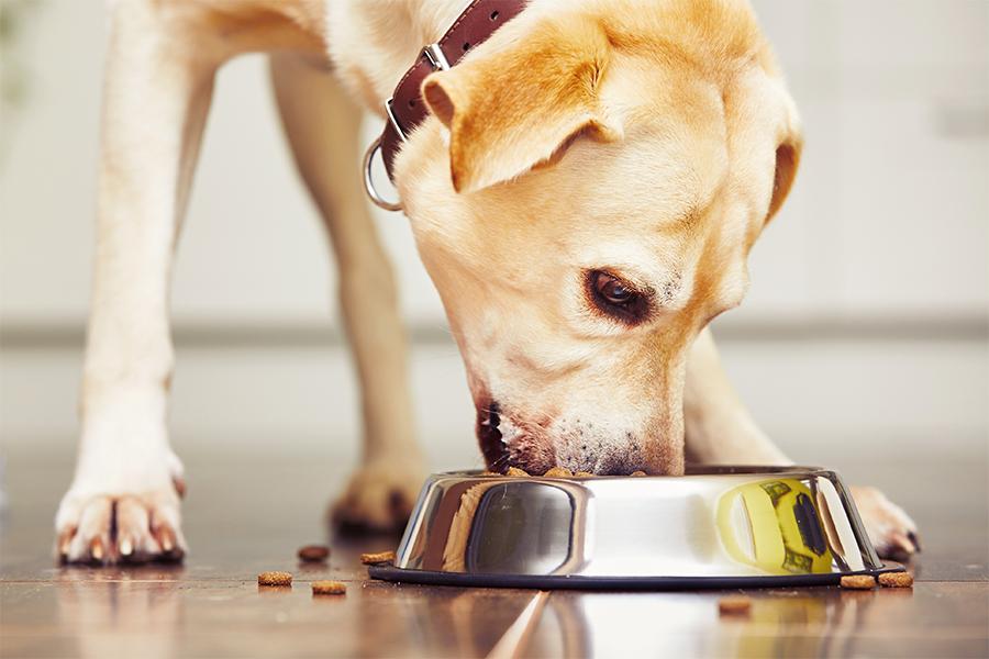 How to Pick the Right Food & Water Bowl for Your Pets
