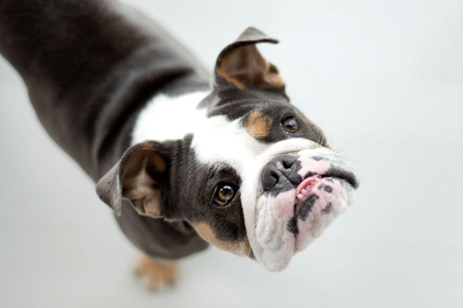SHOULD YOU SAY NO TO THOSE “JUST ONE MORE SCOOP” EYES?