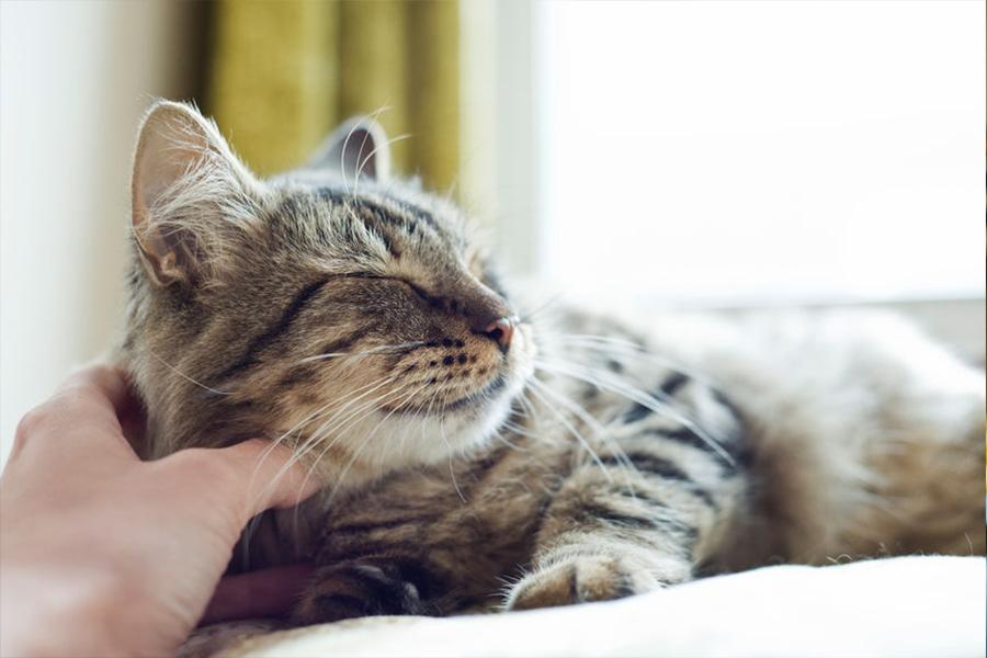 IF YOU CAN MAKE CATS HAPPY, YOU CAN MAKE ANYONE HAPPY
