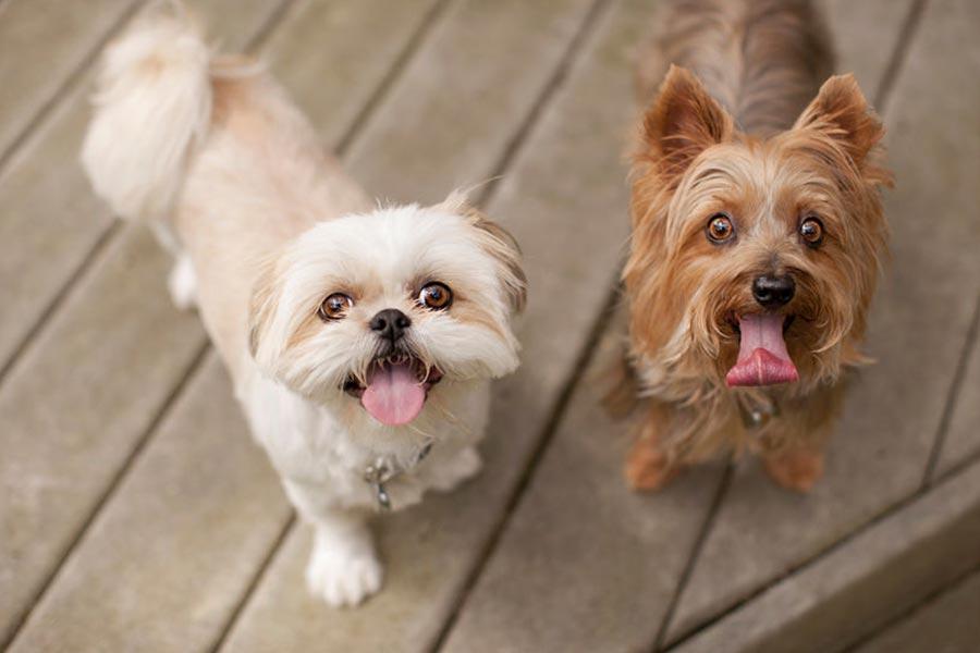 WHO WANTS ITALIAN? GET TO KNOW FARMINA PET FOODS