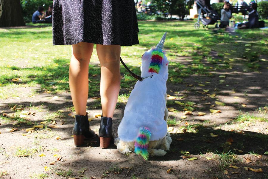 HERE’S HOW TO HALLOWEEN WITH PETS