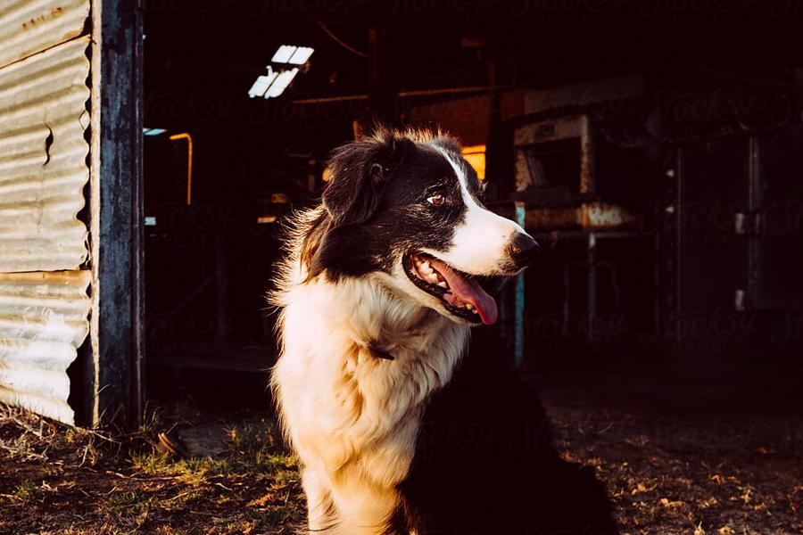 ONLY THE BEST INGREDIENTS — AND NO SECRETS ABOUT WHERE THEY CAME FROM. GET TO KNOW OPEN FARM PET FOOD