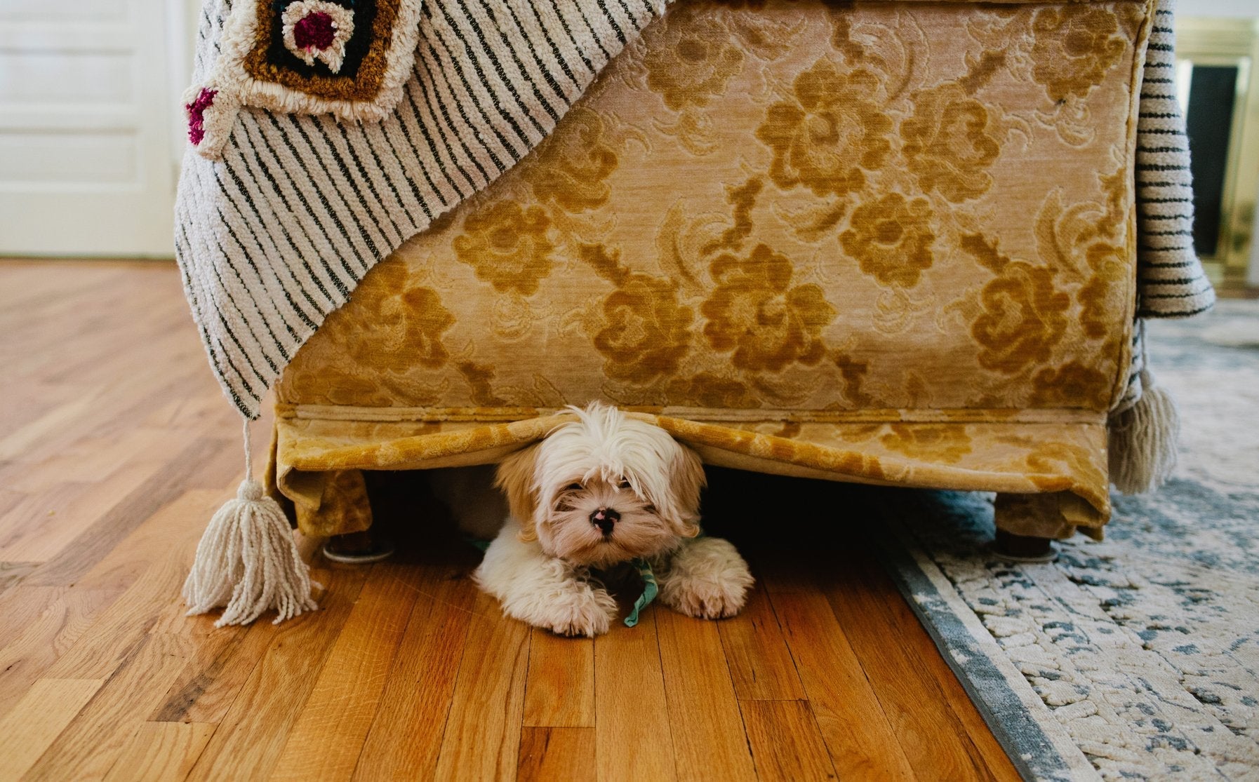 DOES YOUR PET NEED AN EMOTIONAL SUPPORT HUMAN FOR THUNDERSTORMS?