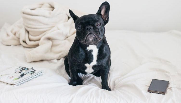 Keep your puppy on track and your rugs dry.