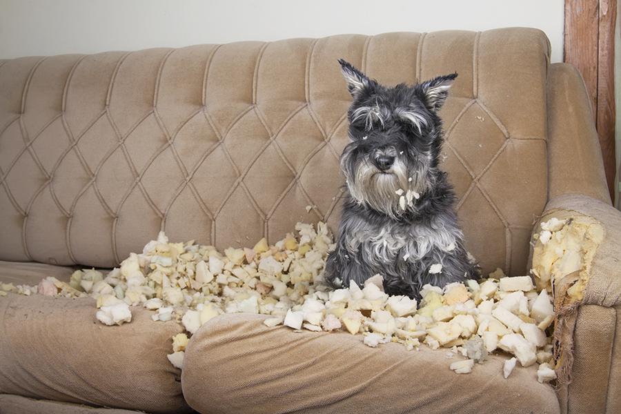 SURE, THEY’RE HOUSE-TRAINED. BUT DO THEY TRAIN AROUND THE HOUSE?
