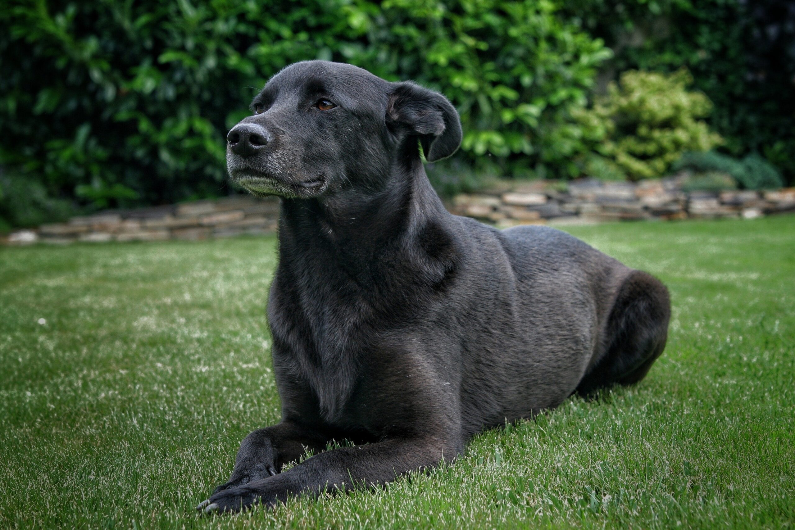 Ticks and Heartworms in Pets: Why Year-Round Prevention Matters