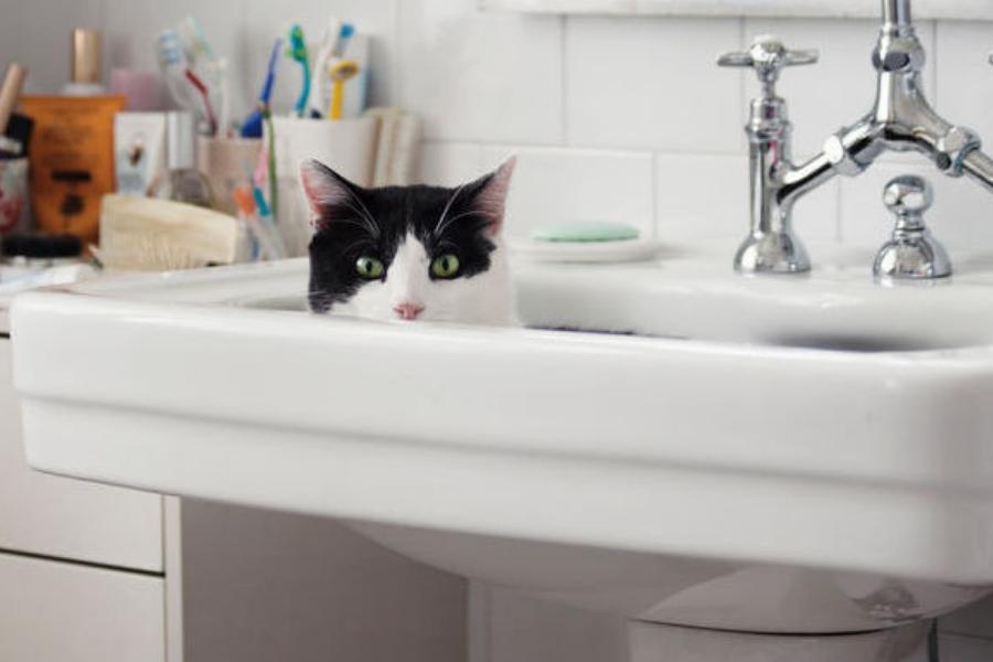 CHANGING YOUR CAT’S LITTER IS A LOT EASIER THAN CHANGING THEIR MIND.