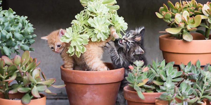 Pet Poison Prevention: Safe Alternatives for Dogs and Cats
