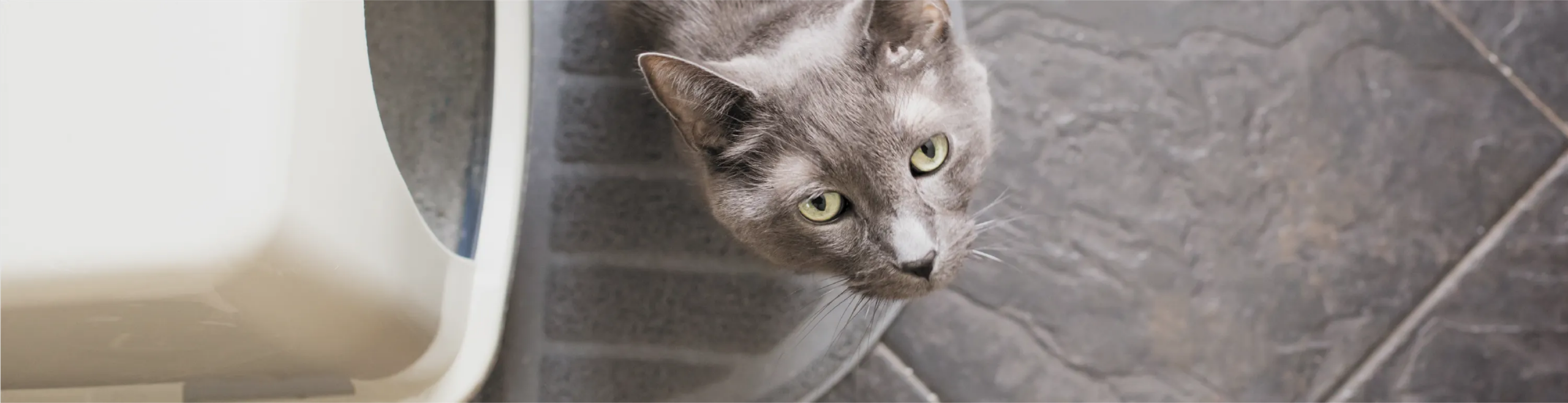 What You Should Know About the Types of Cat Litter