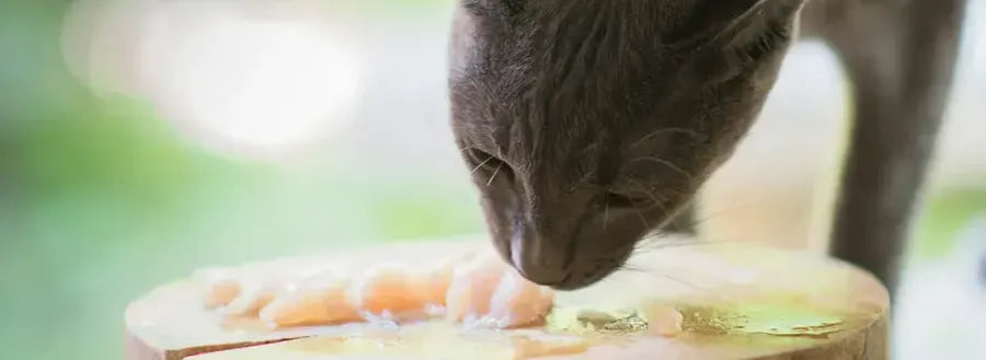 Ways to Keep Your Cat Hydrated by Chuck & Don’s