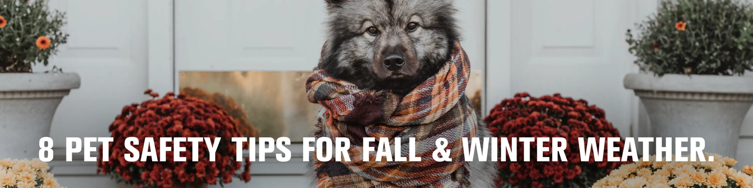 Pet Safety Tips for Fall & Winter Weather by Chuck and Don’s