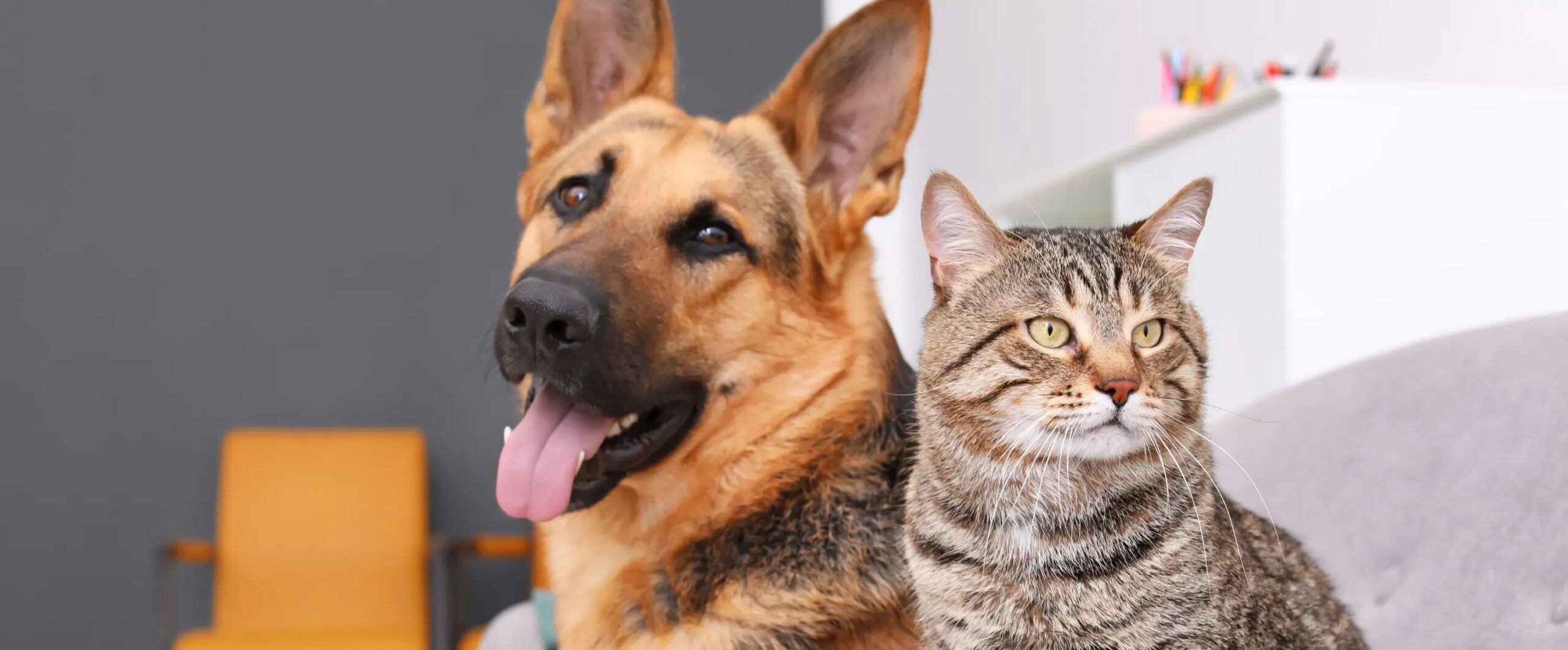 9 Ways to protect your furry friend from getting lost by Chuck & Don’s