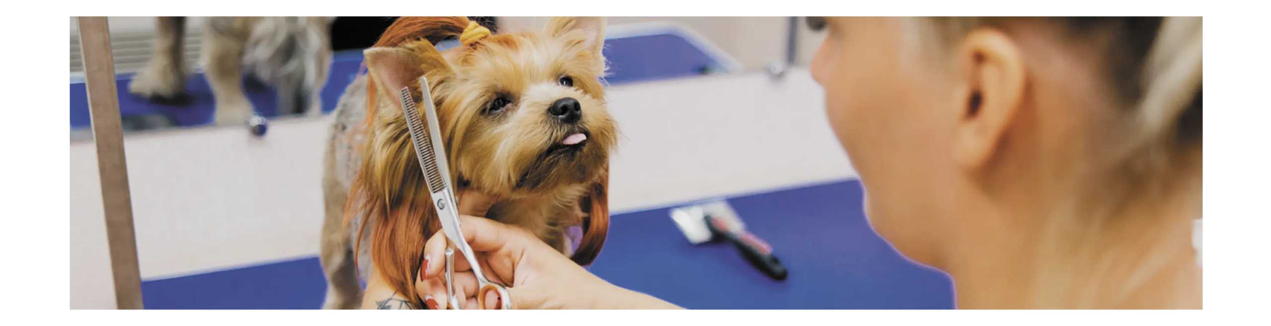 The Head-to-Tail Benefits of Summer Grooming by Chuck & Don’s