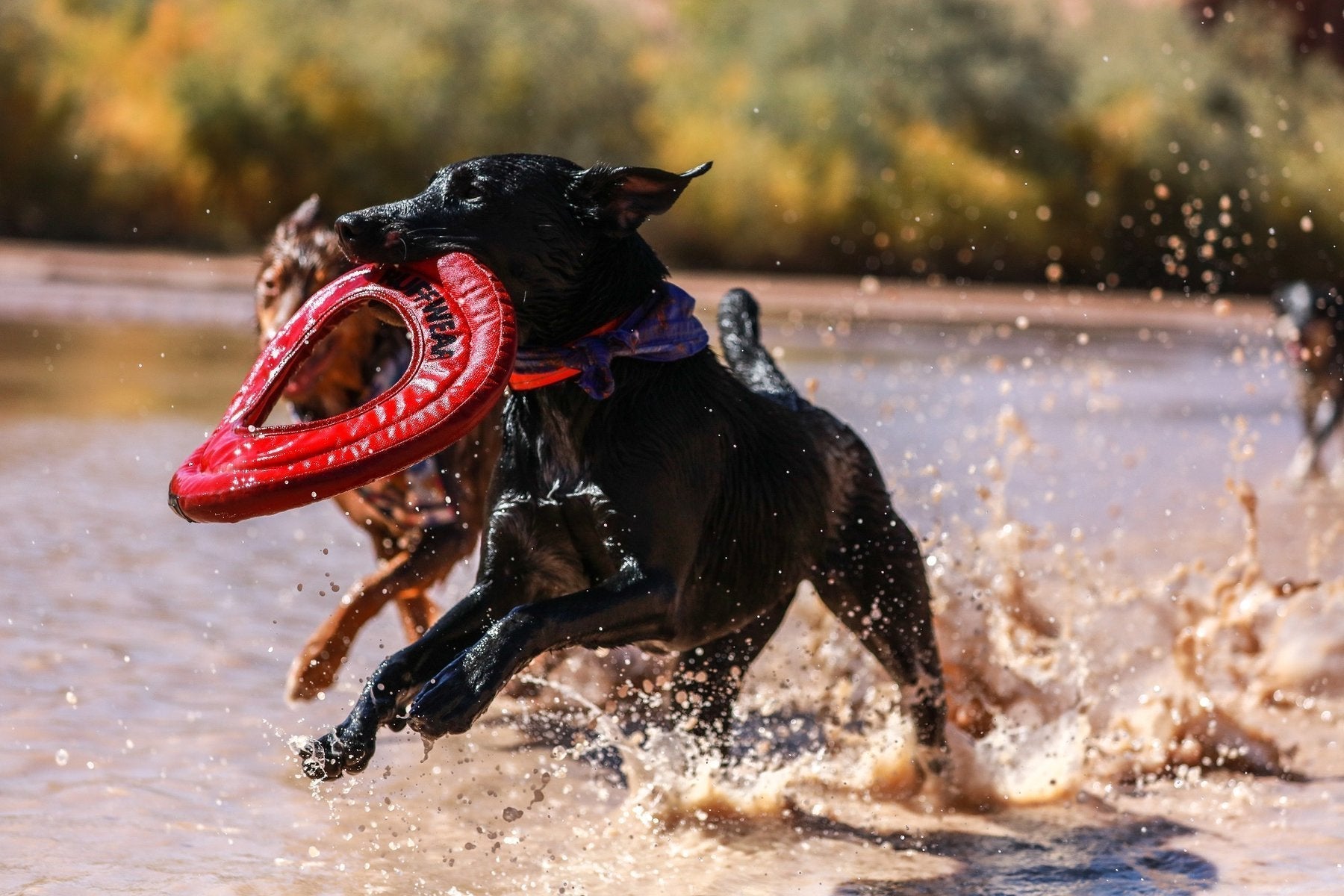 DOG PLAY STYLES: PETS PLAY LIKE IT’S THEIR JOB. AND TECHNICALLY, IT IS