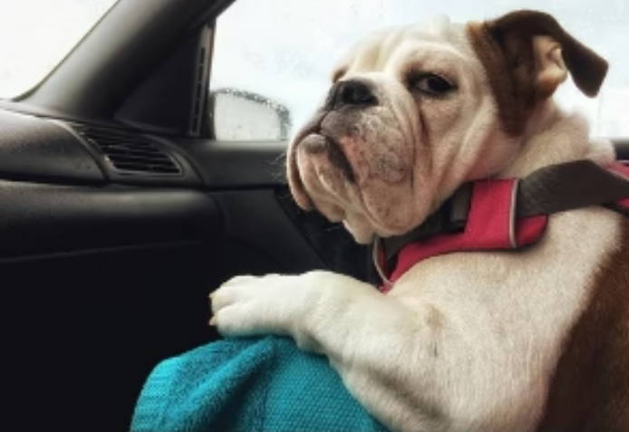 ASIDE FROM NEVER OFFERING TO DRIVE, PETS ARE THE BEST ROAD TRIP BUDDY EVER