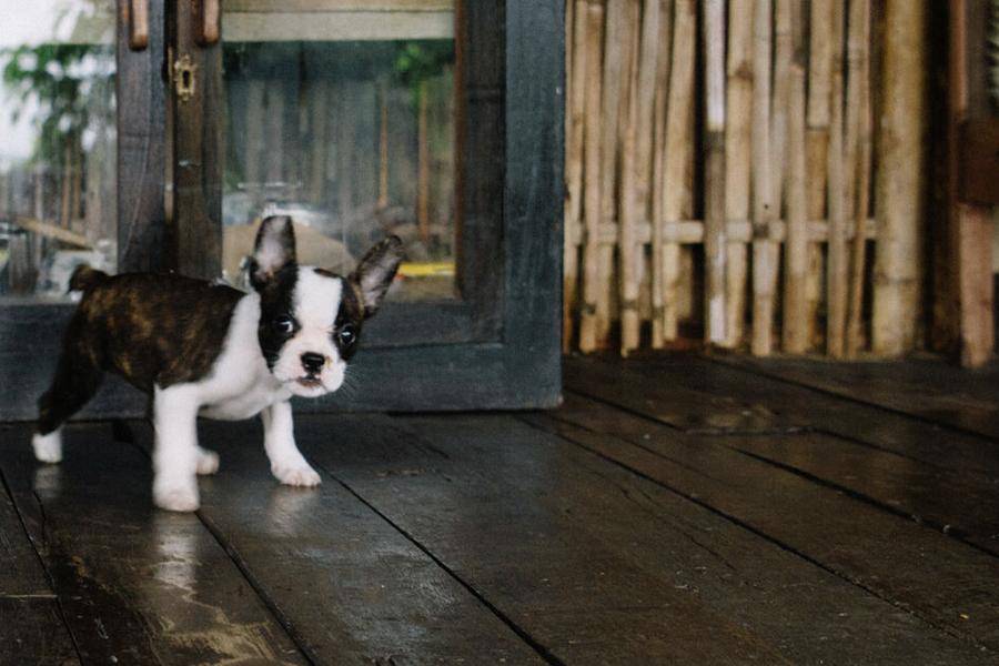 Tips for Bringing Home a New Puppy