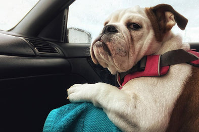 ASIDE FROM NEVER OFFERING TO DRIVE, PETS ARE THE BEST ROAD TRIP BUDDY EVER