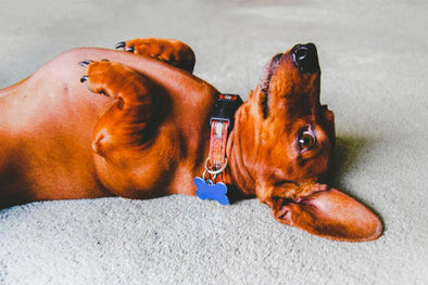 How to keep your pet cool when it's hot out.