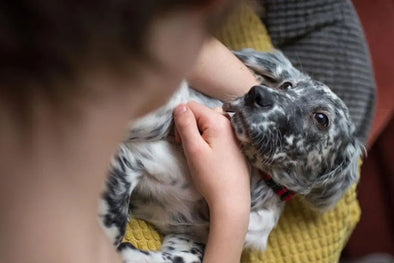 What to Expect When You Are Adopting a New Pet