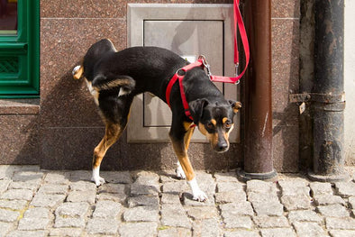 WHAT ARE YOU LOOKIN’ AT?  CHECK OUT OUR URBAN SURVIVAL KIT