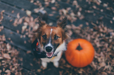 Pump Up the Pumpkin for Pet Digestive Health by Chuck & Don's