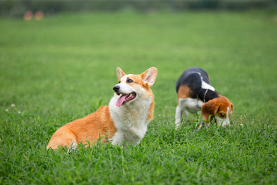 Spring Cleaning: Pet Friendly Tips For Your House and Yard