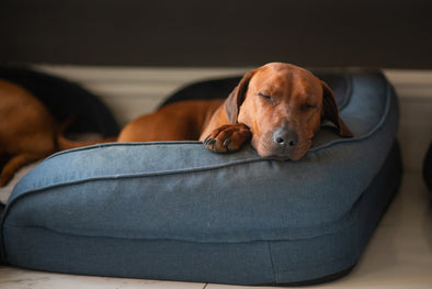 HOME IS WHERE THE TREATS ARE: 10 TIPS TO HELP YOUR NEW PET SETTLE IN