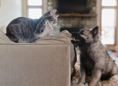  If your dog shouldn’t lick it, you probably shouldn’t spray it.