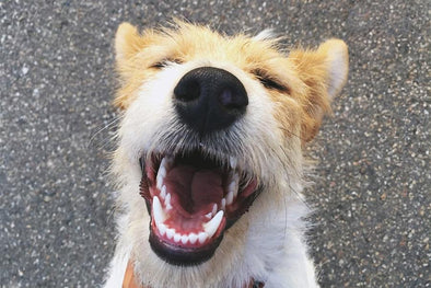 Their ancestors had amazing teeth, and they sure didn’t eat kibble.