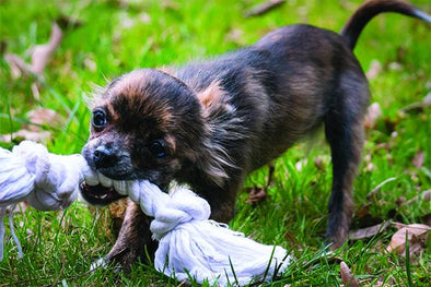 THE GUIDE TO DOG TOY SAFETY