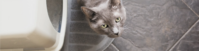 What You Should Know About the Types of Cat Litter  By Chuck & Don's