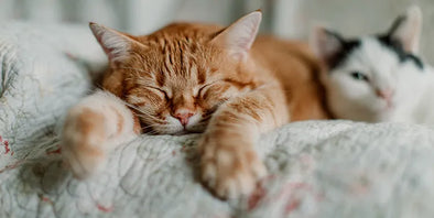 Chuck & Don’s Donating 15,000 Cans of Cat Food to Support Secondhand Hounds Pet Wellness Center