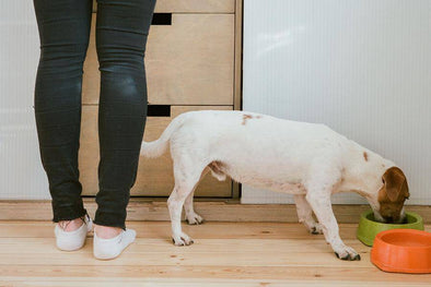 WITH A BOWL LIKE THIS, WHO NEEDS TO BEG FOR TABLE SCRAPS?