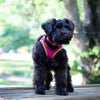 Coastal Pet Products Li'l Pals Comfort Mesh Dog Harness in Pink Bright