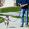 Coastal Pet Products Inspire Dog Leash in Purple