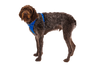 Ruffwear Front Range Dog Harness in Blue Pool