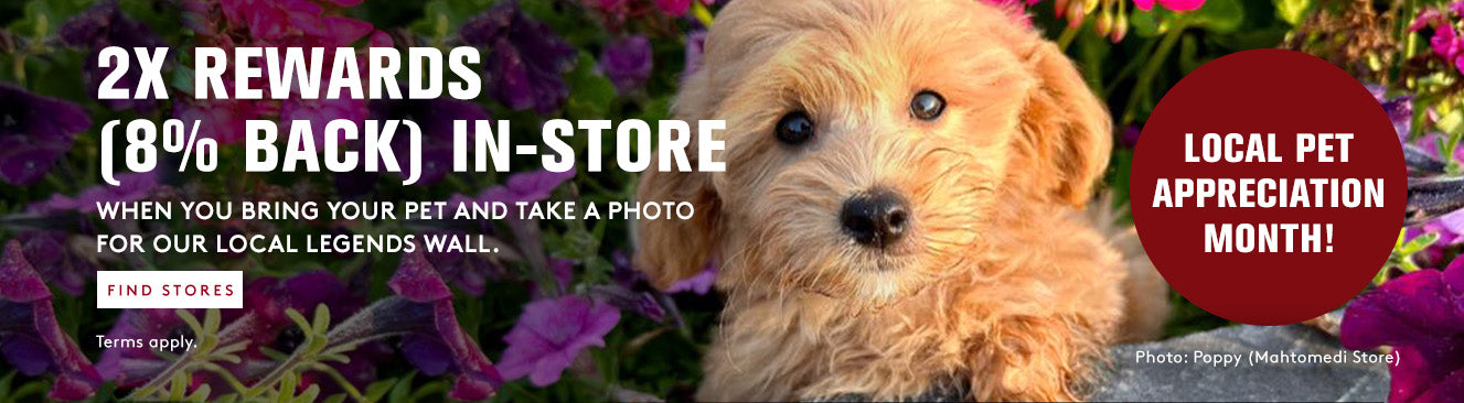 Dog with promotional text for local pet appreciation month and rewards program.
