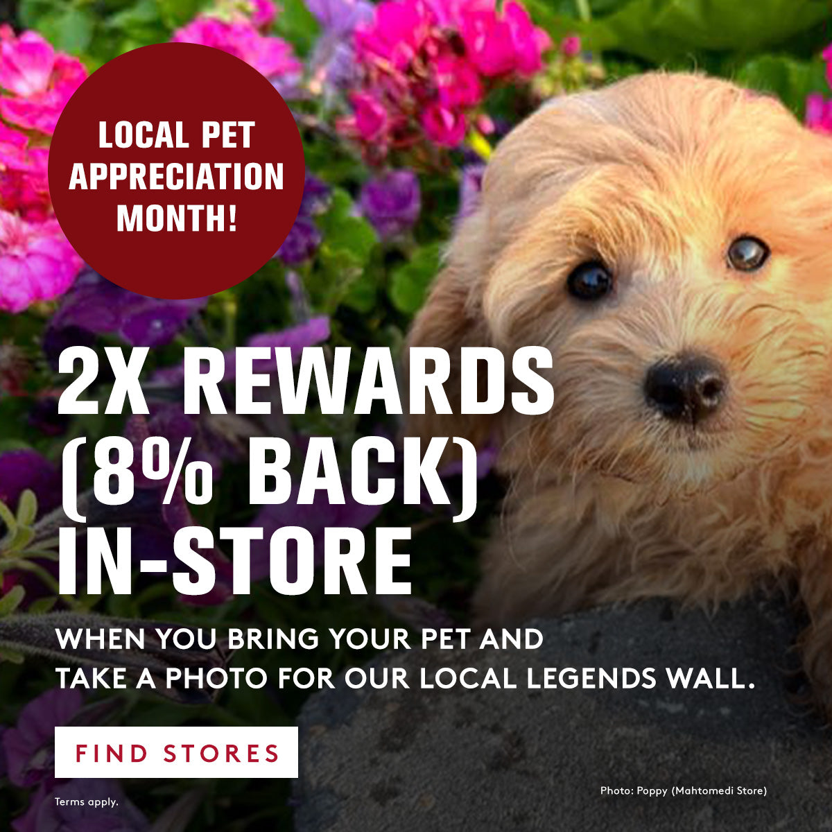 Dog in a garden with promotional text for local pet appreciation month and rewards program.
