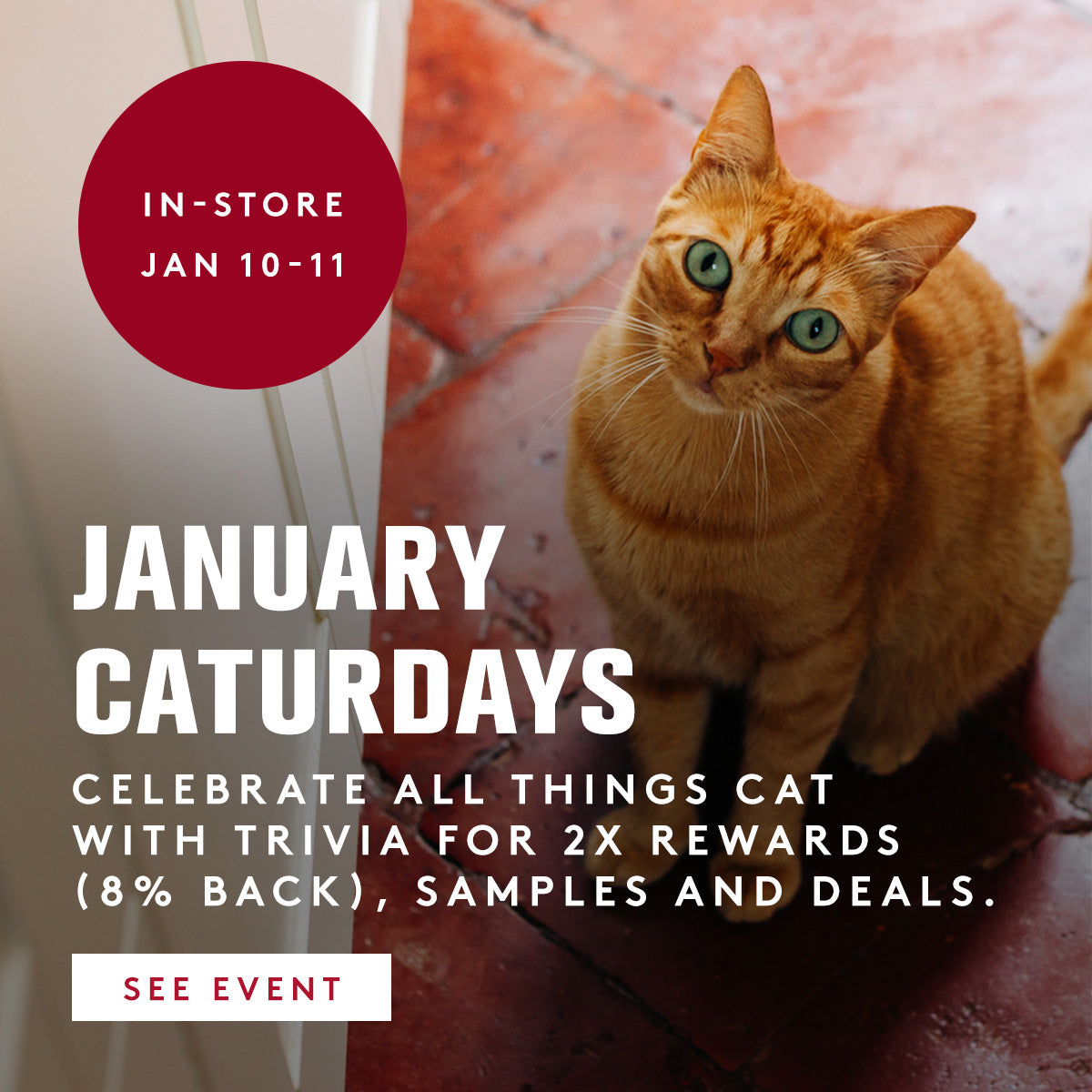 Orange cat sitting on a red surface with promotional text for 'January Caturdays' event.
